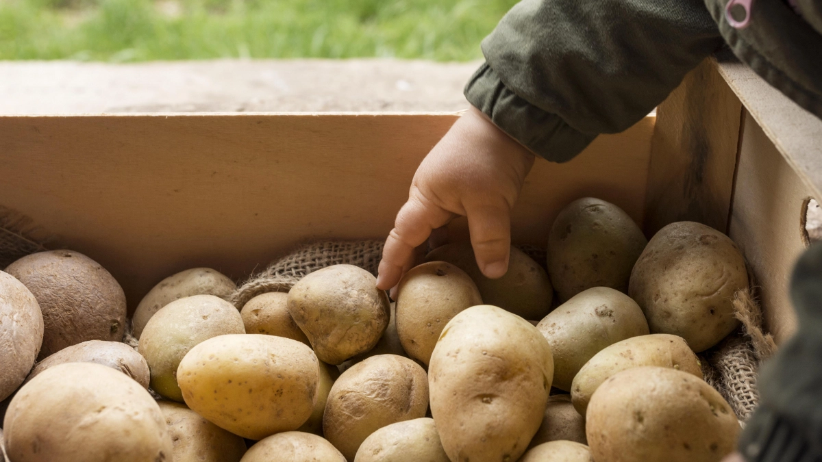 Выбираю урожайный картофель по 3 критериям и собираю до 50 кг с 1 кв. м: за 4 сезона ни один не подвёл