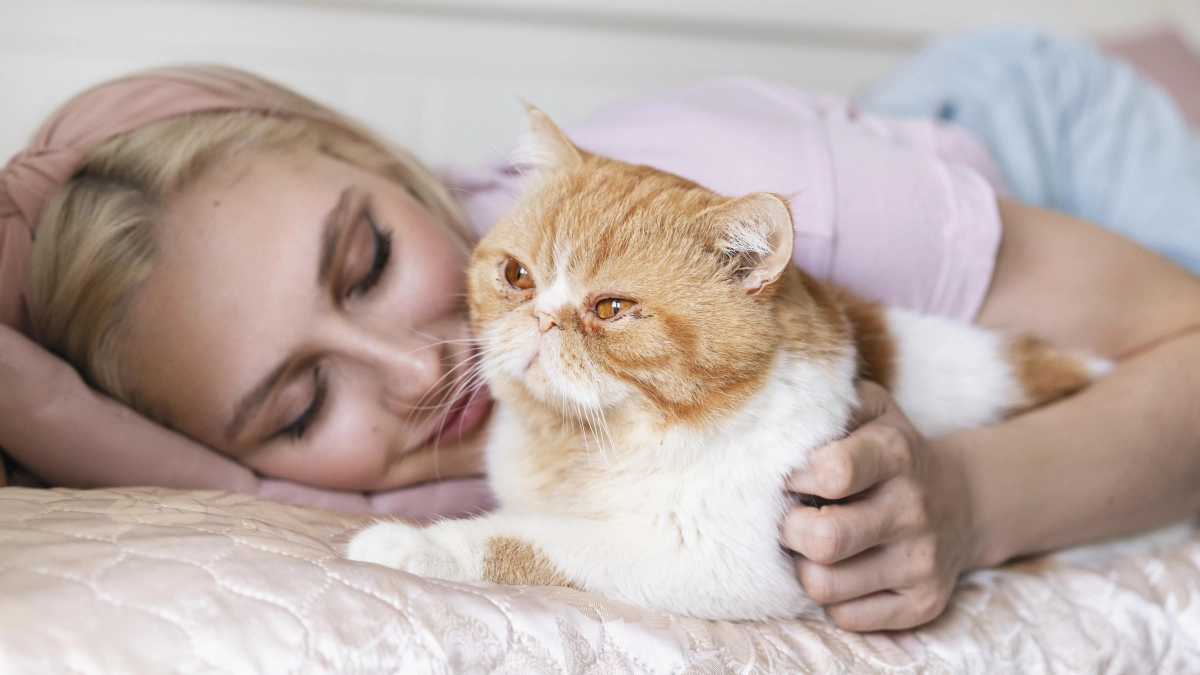 Почему некоторые кошки спят в ногах у человека, а некоторые — возле головы: ветеринары объяснили разницу