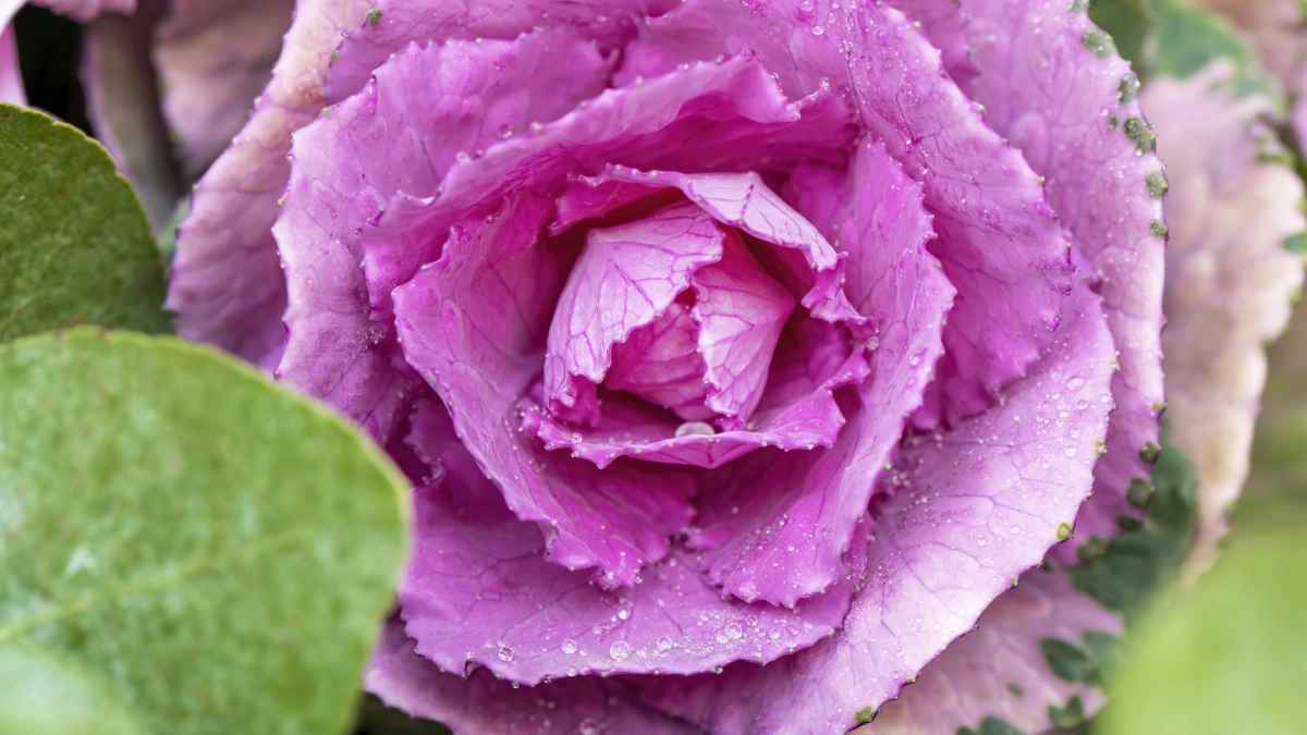 Забудьте про петунии — сажаем этот многолетник: цветёт ярче, пахнет лучше и почти не требует ухода