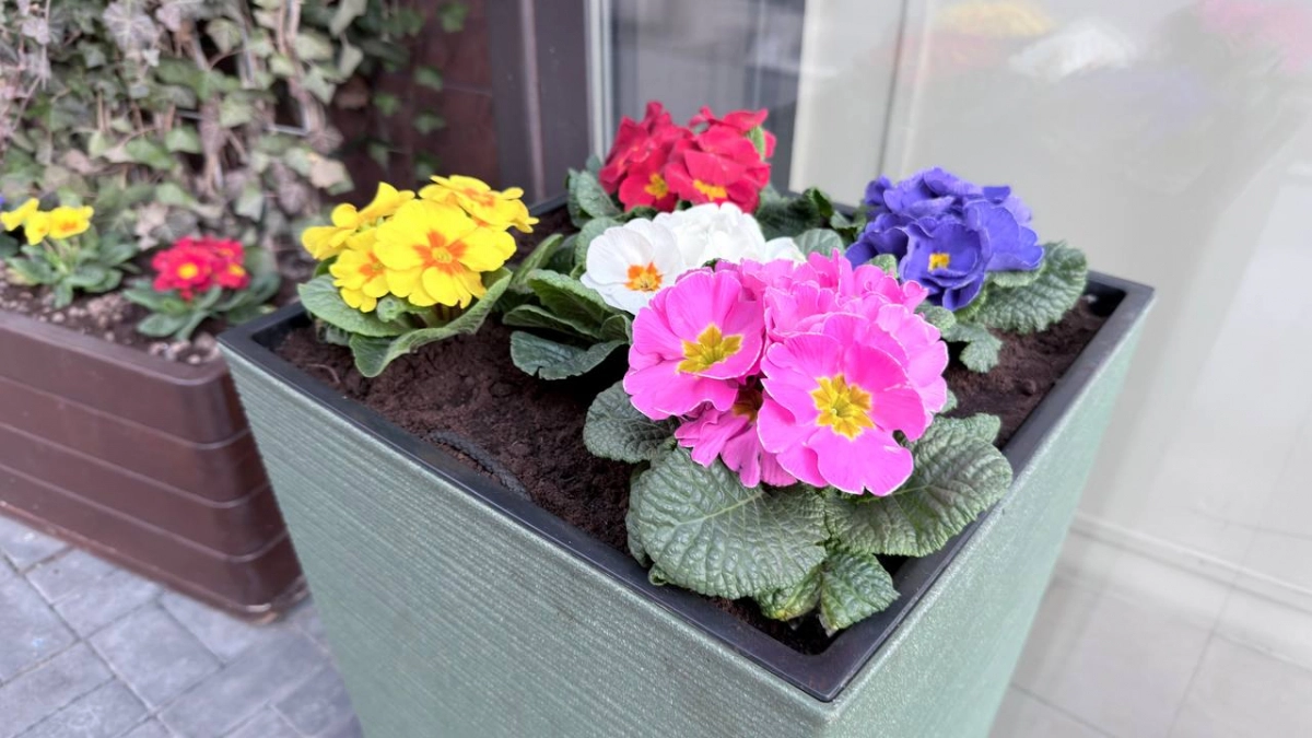 Проверила лайфхак с майонезом на цветах — эффект есть, но последствия удивили