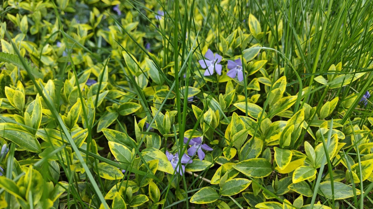 Апрель в Калининграде удивляет теплом: антициклон принесёт солнце и почти летние +18°C, но ночи всё ещё с сюрпризами