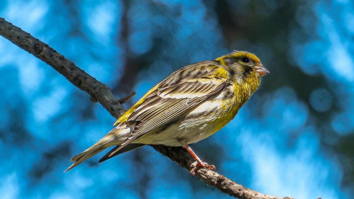В Калининградскую область спустя 121 год после первого появления вернулась канареечная вьюрка