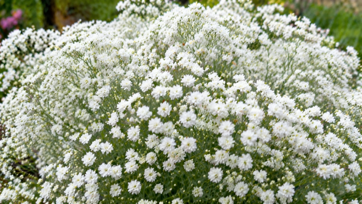 Нашла неприхотливый многолетник, который цветёт до осени: пышное «облако» без лишнего ухода - идеально для ленивых