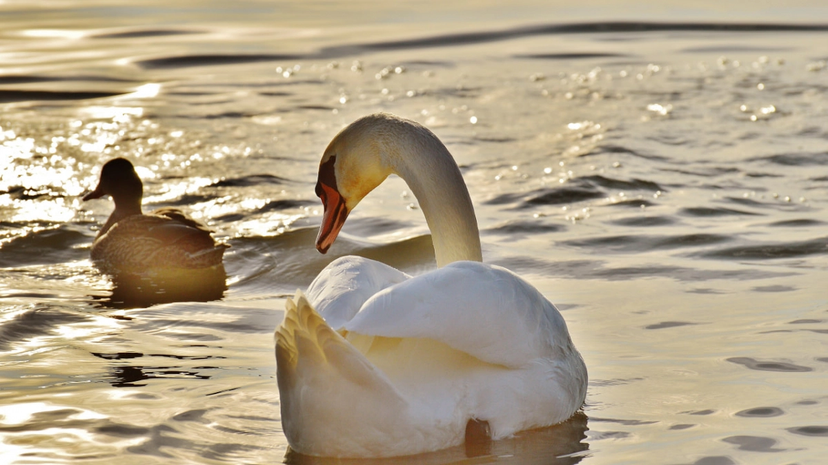 Лебедь, упавший на проезжую часть на улице Черняховского в Калининграде погиб: что стало причиной смерти птицы 