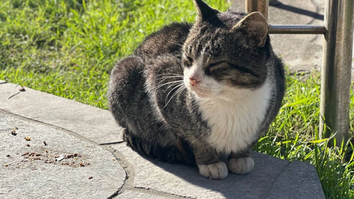 В Советске управляющая компания замуровала кошку с котятами в подвале: животные обречены на голодную смерть