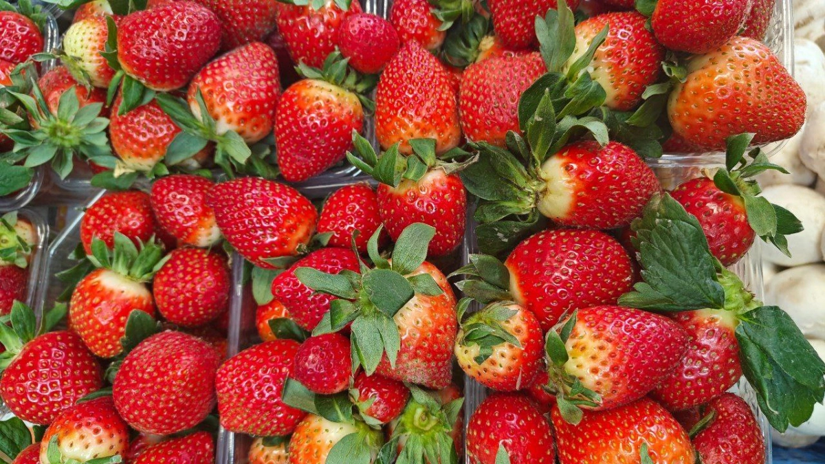 Дачники, не спешите косить одуванчики — 500 г на 10 литров помогут защитить клубнику от вредителей: весенний лайфхак