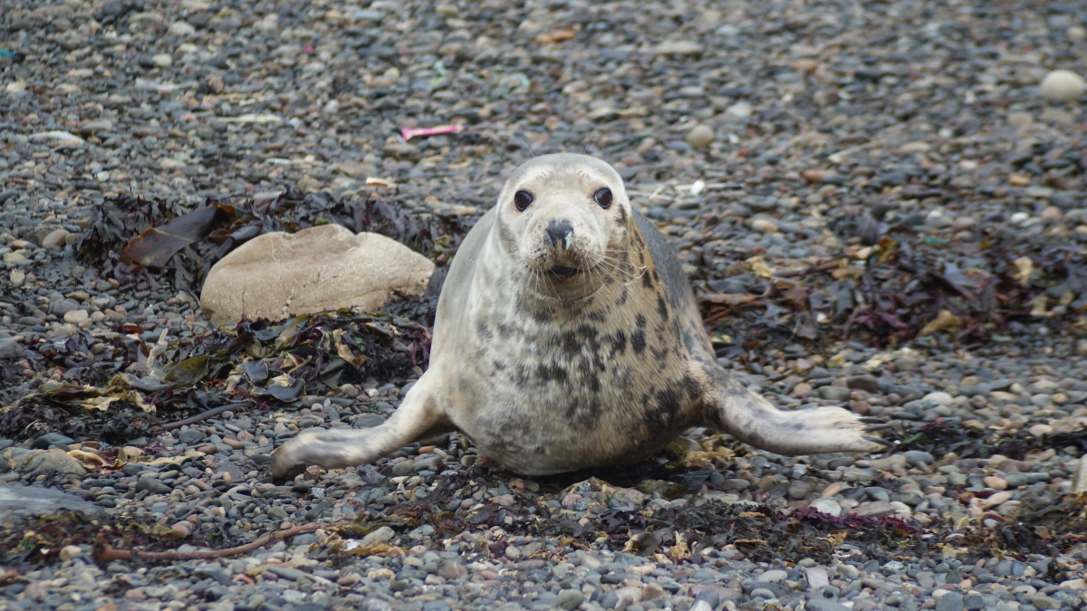 Весной у побережья Калининграда может появиться меньше тюленят: специалисты объяснили почему