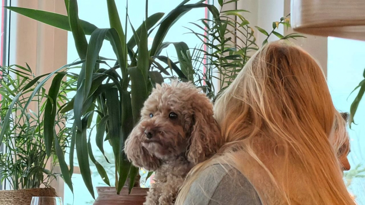 В Калининграде туристы с животными задерживаются на 4 ночи: город вошёл в топ-10 направлений апреля