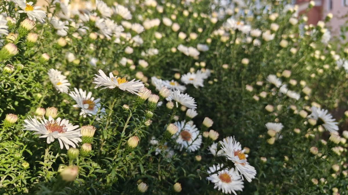 Туман у моря и потепление к выходным: как изменится погода в Калининграде на этой неделе