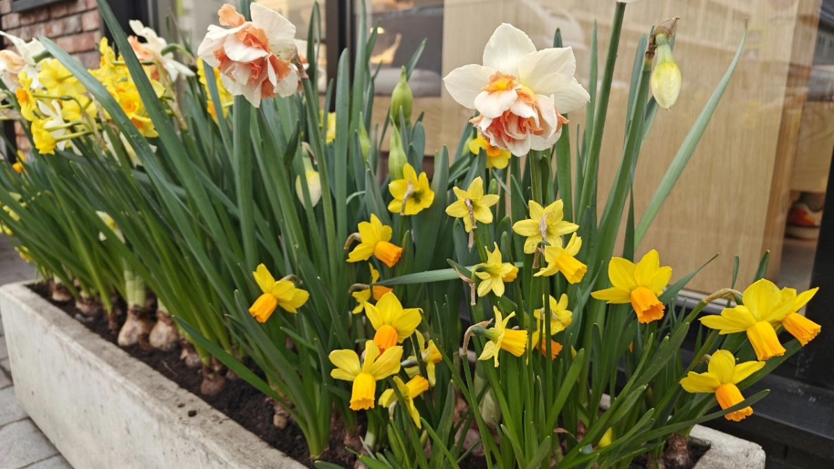 Погода в Калининградской области на 16 апреля: побережье в прохладе, Советск и Калининград делят тепло