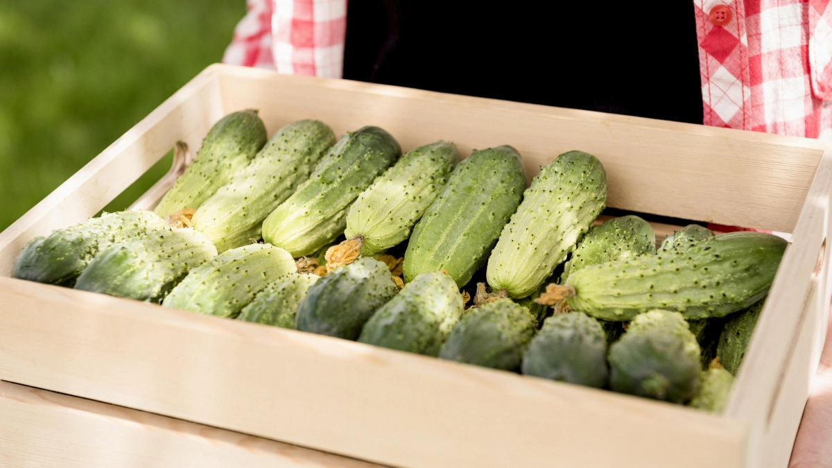 Огурцы дуреют от такой подкормки: 3 дня брожения в тени, копеечное средство - и урожай в 2 раза больше соседского