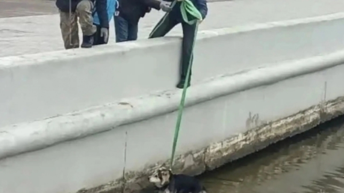 В Светлом испуганная собака оказалась в ловушке у воды, и её судьба повисла на волоске — чем всё закончилось