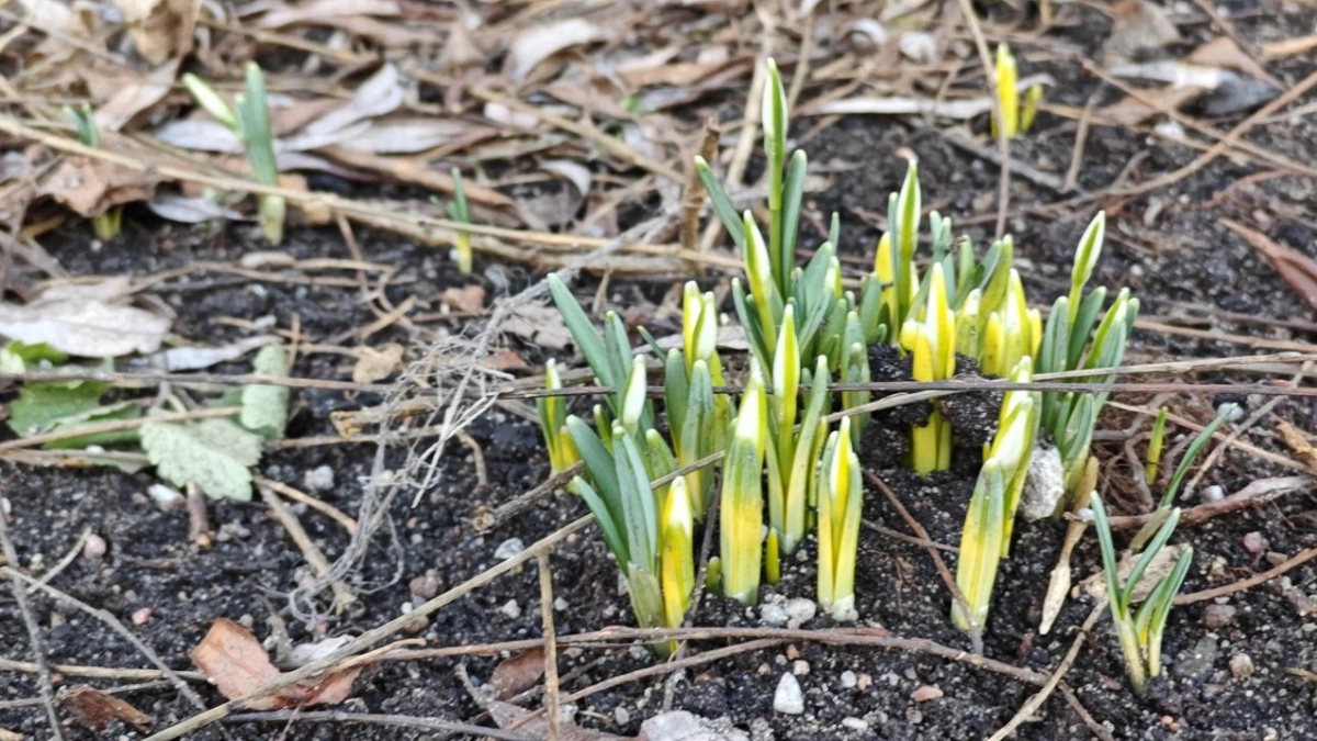 Тепла не ждите: в Калининграде прогнозируют прохладную погоду и возможные заморозки в ближайшие дни