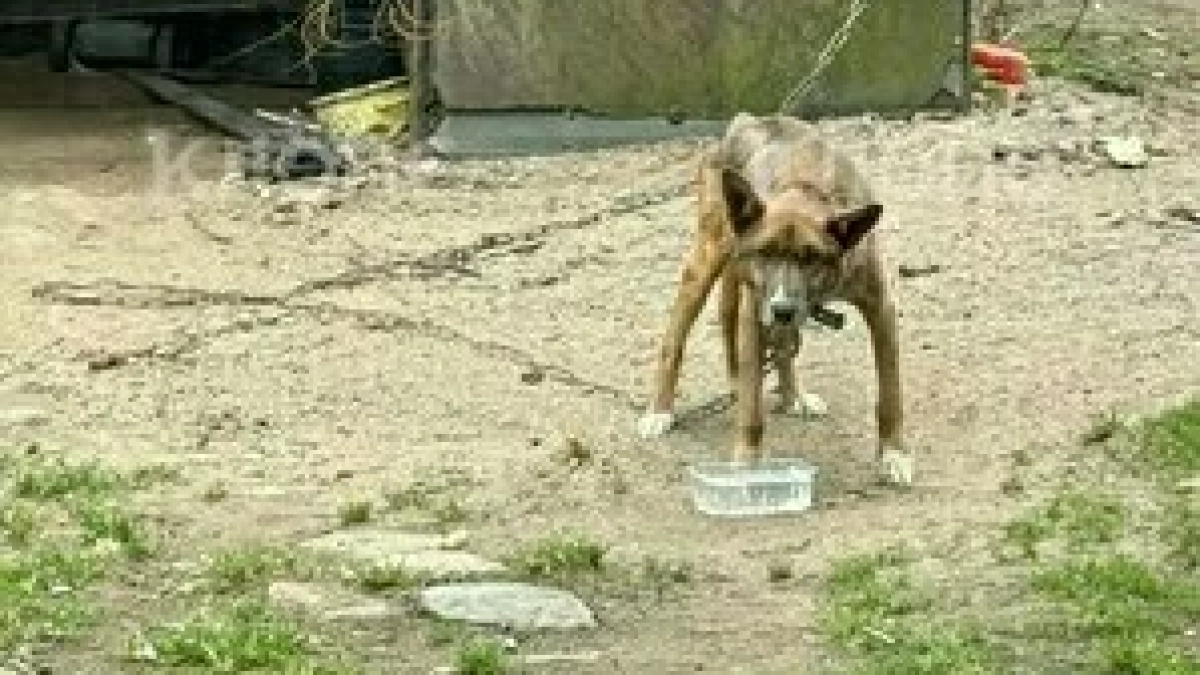 “У нее рёбра торчат, смотреть больно”: под Калининградом женщина обнаружила истощённую собаку на привязи у пустующего дома