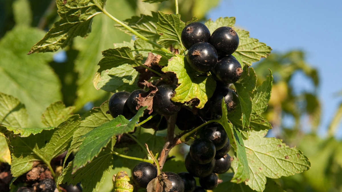 4 подкормки весной — и до 5 кг с куста: почему смородина даёт мелкие ягоды и как это исправить