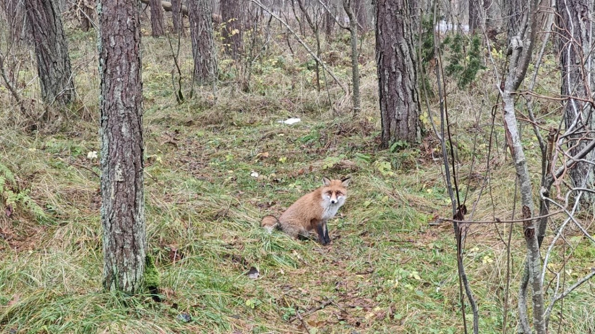 14 необычных мест Калининградской области, о которых не рассказывают в путеводителях: от форта с кроликами до танцующего леса