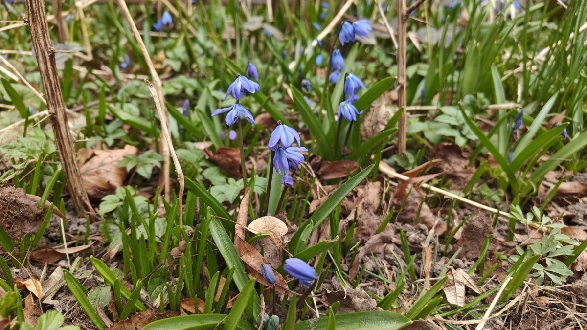 В Калининградской области синоптики не видят сильного тепла до конца апреля: прогноз на неделю