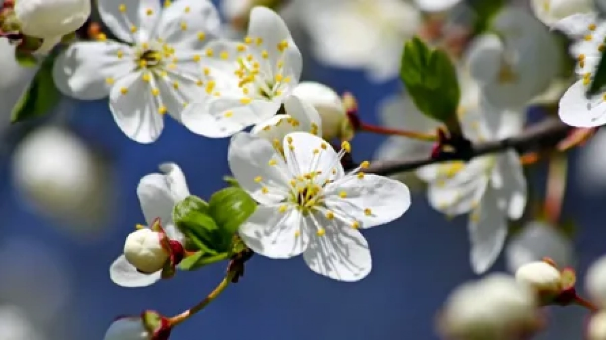 Калининградская область окажется под влиянием скандинавского антициклона: прогноз на неделю