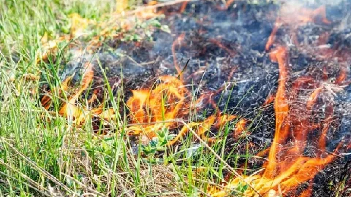 В Калининградской области за поджёг травы грозит до года тюрьмы — подробнее о новом законе