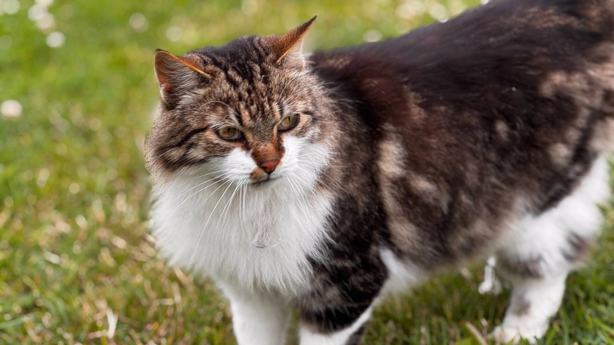 Какие 3 запаха для кошек являются непереносимой вонью: работают даже с упрямыми питомцами