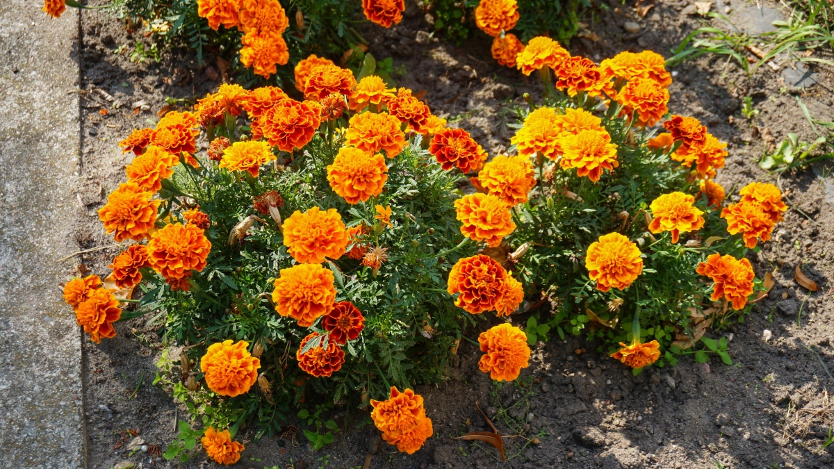 Лучше бархатцев в 100 раз: посадила под деревом пару кустов — муравьи и тля исчезли на весь сезон