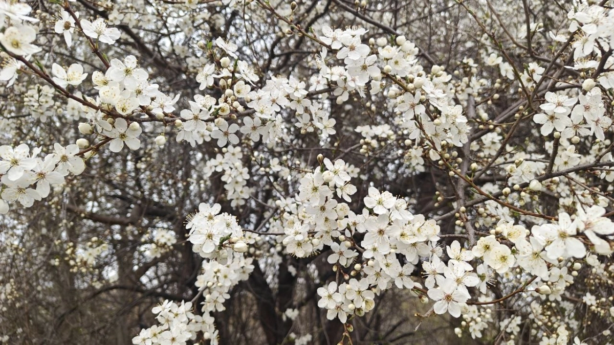 Весна притормозила: в Калининграде в воскресенье потеплеет днём, но это всего на несколько дней 