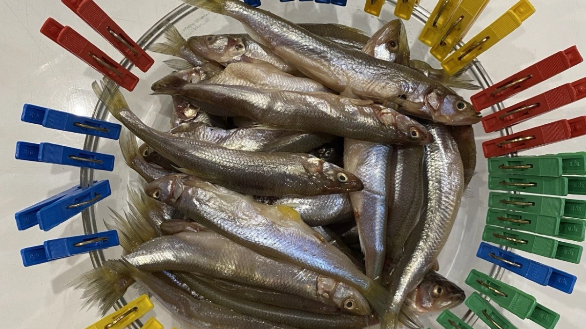 «Пройти трудно, уйти жалко»: День селёдки в Калининграде в 20 раз собрал тысячи людей на набережной у ММО