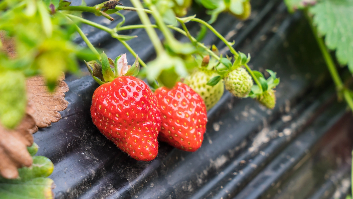 Опудриваю клубнику этой смесью за 150 ₽ — долгоносик исчезает, а ягоды на 30% крупнее и слаще меда: апрельский лайфхак