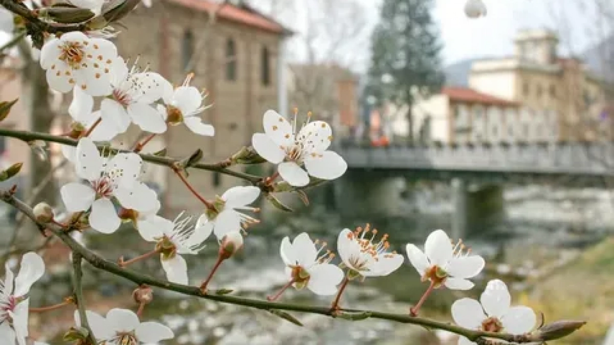 В Калининграде весеннее тепло сменится затяжным похолоданием: прогноз на неделю