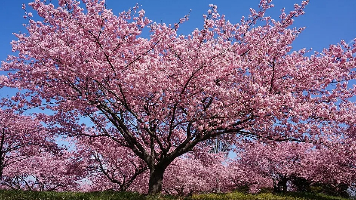 Сакуры, яблони, ели: где появились новые зелёные зоны в Калининграде и Светлогорске