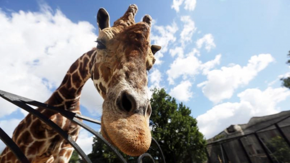 «Жирафник» и детская площадка: что планируют построить в Калининградском зоопарке за 26,4 млн рублей