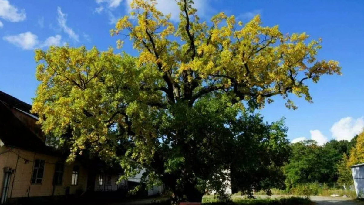 В Ладушкине 24 апреля откроют доступ к знаменитому дубу: любоваться можно, трогать запретят