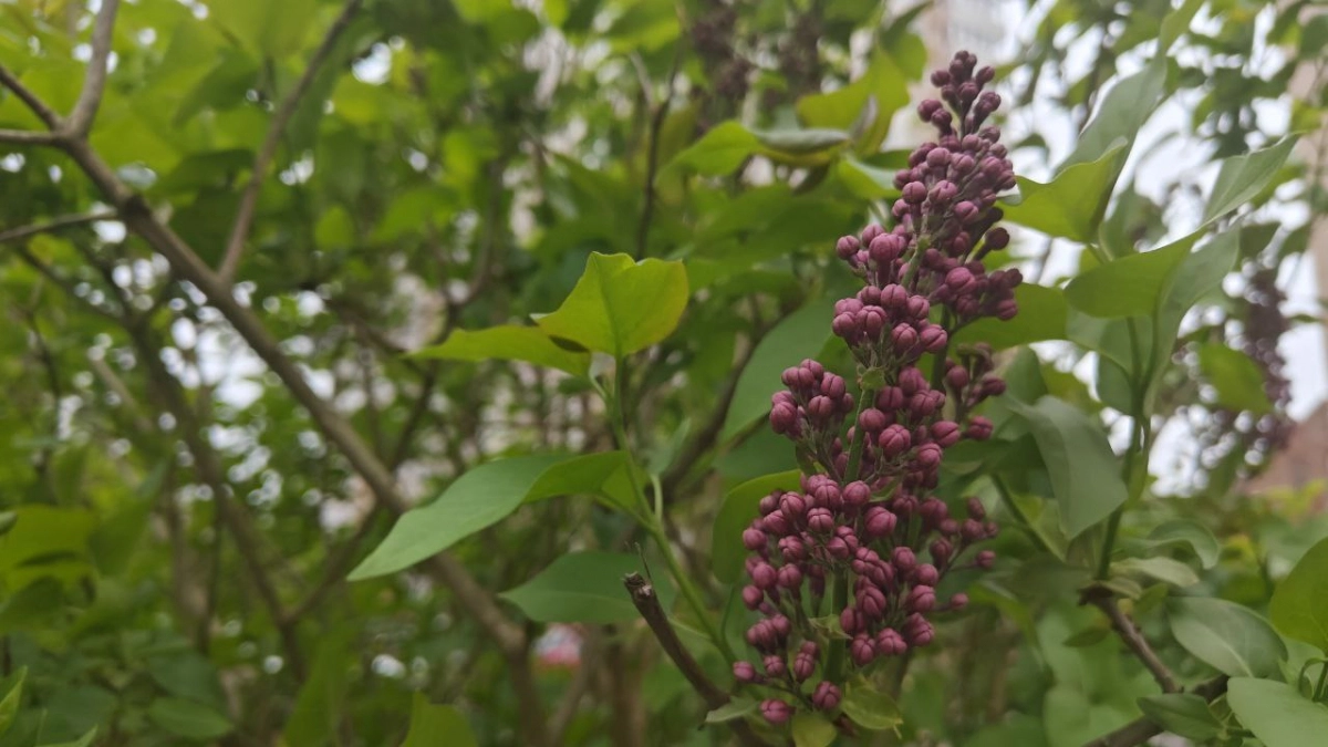 В Калининградской области две ночи подряд ударят заморозки до -2: погода на 21-23 апреля
