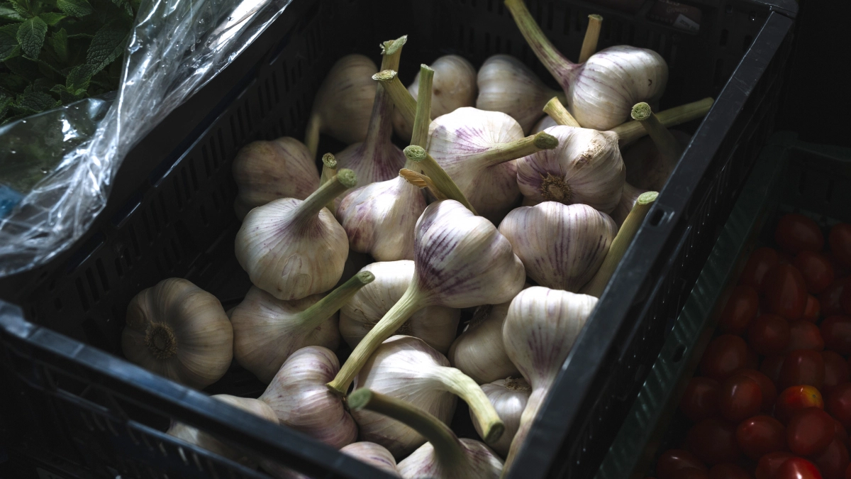 Подкормка чеснока до 10 мая: 1 ложка сульфата магния в воду — и головки вырастают крупными и плотными как кулак бойца