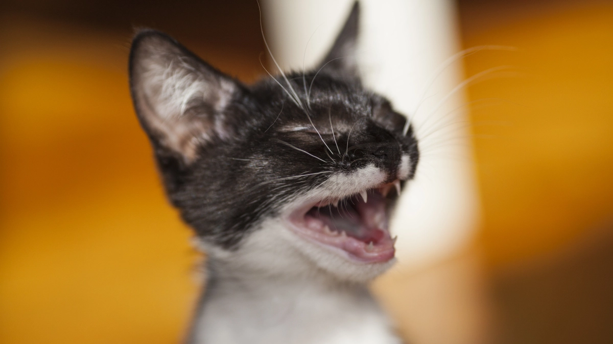 Кошка мяукает по ночам: почему она это делает, как за 3–5 дней наладить режим и перестать просыпаться в 3 утра