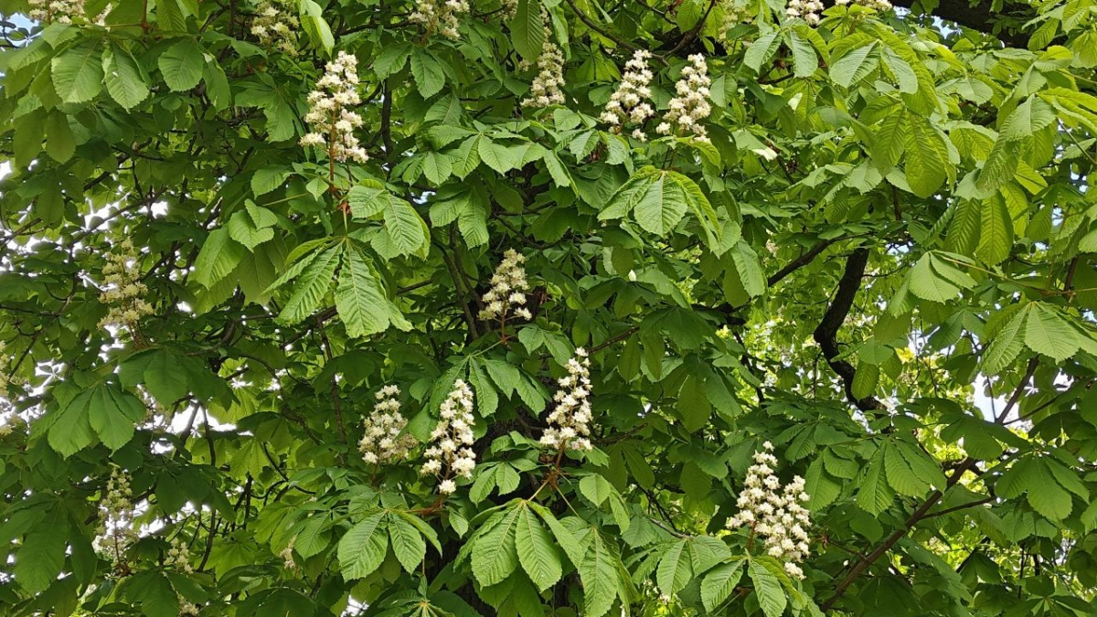 В Калининградской области 22 апреля Советск и Калининград разделят звание самых тёплых, а Балтийск ночью обгонит всех