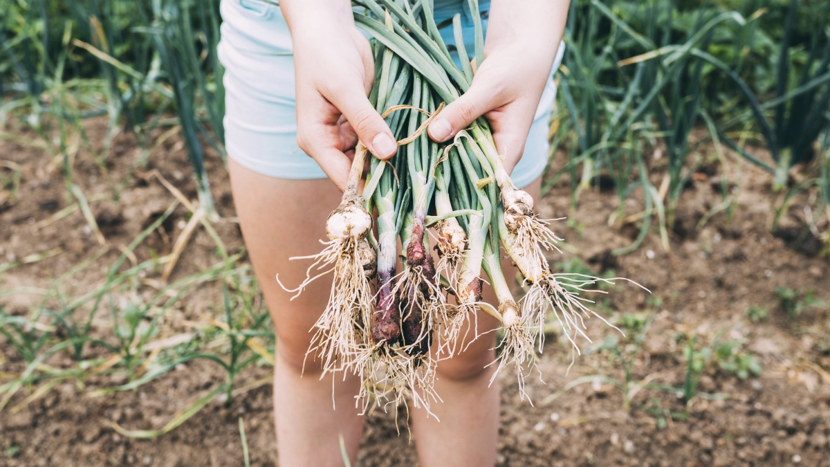 Как только просохла земля — подкормите чеснок нашатырём: пошаговая инструкция для крупного урожая. Эффект круче, чем от навоза