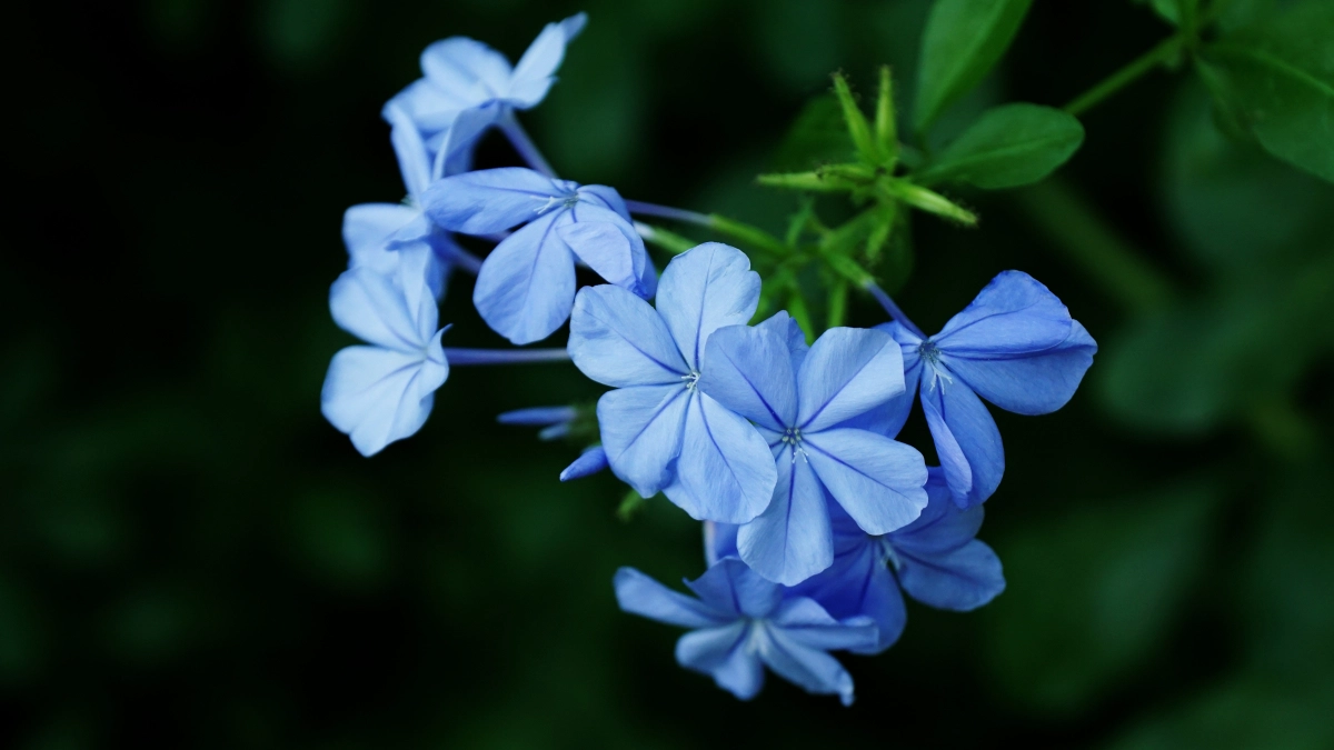 Голубое облако на клумбе без хлопот: как вырастить незабудку из семян и забыть про уход - растет с мая и при -30 С