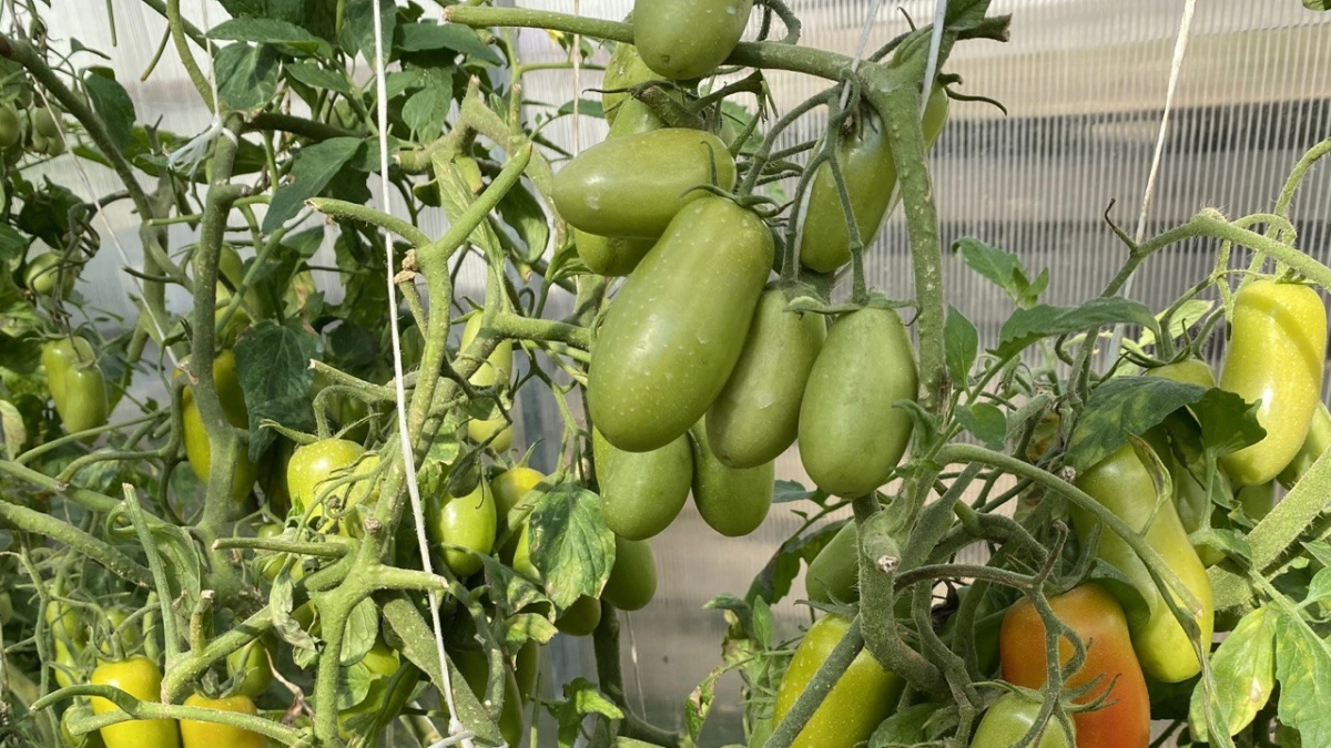 Банановая кожура с солью: гениальный майский лайфхак для ленивых дачников — защита от вредителей и калийная подкормка