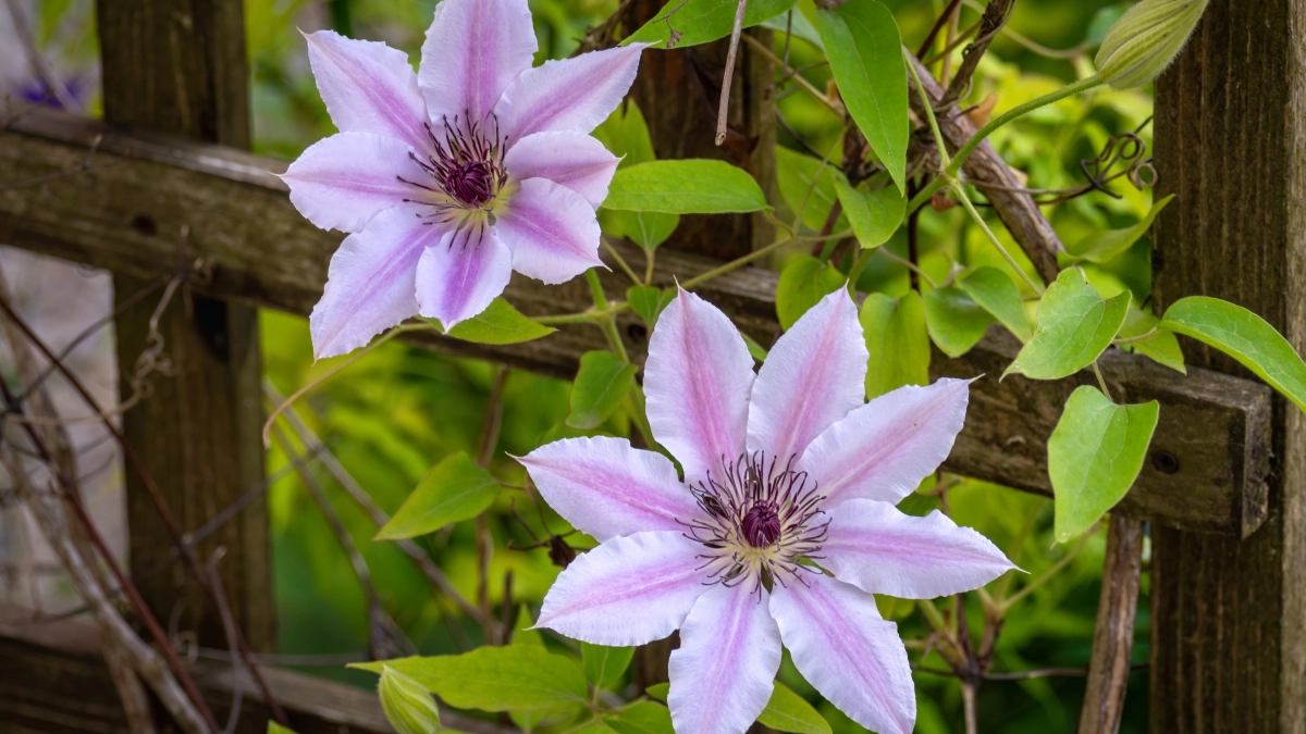 Посадите в конце апреля — и даже на бедной земле распустятся аметистовые звёздочки: многолетник, который растёт почти без ухода