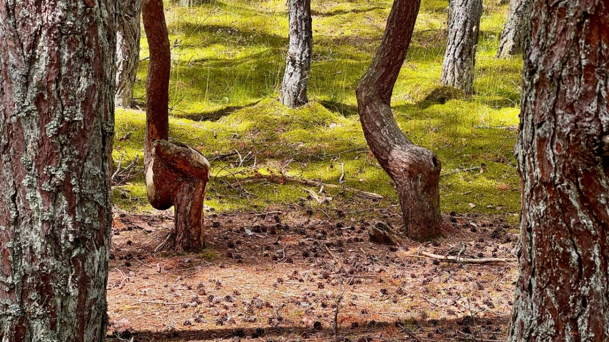 В Правдинском районе поисковики рассказали о леденящих кровь находках в лесу, где погибла бабушка-травница