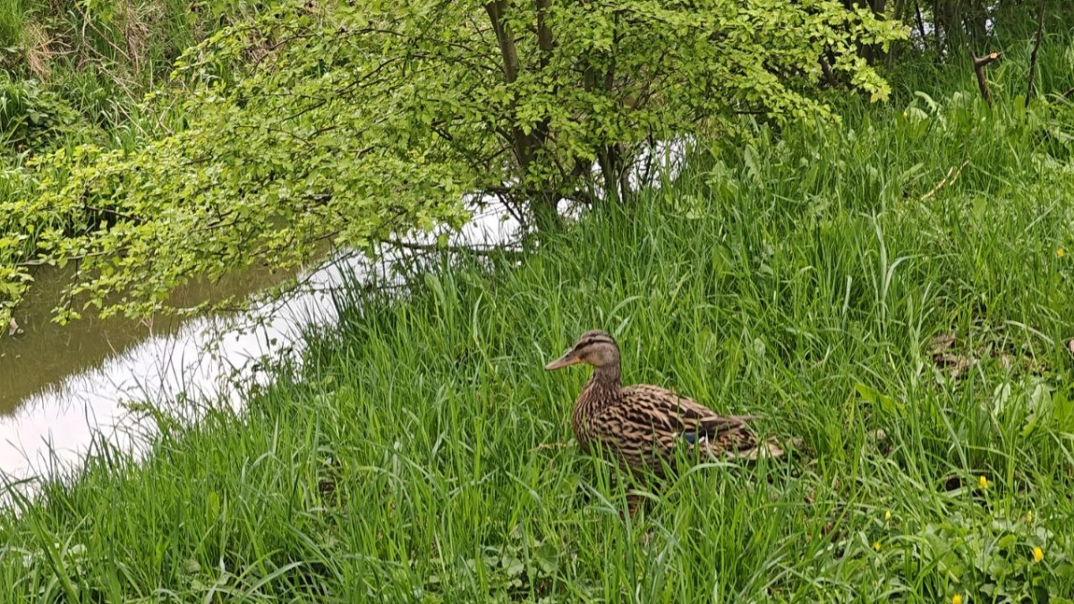 Дожди будут, но этого мало: Калининградская область остаётся в зоне засухи и повышенной пожарной опасности