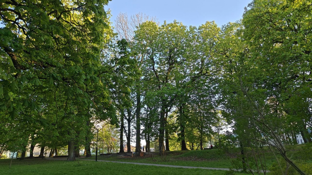 Погода в Калининграде на 24 апреля: днём +13, но ветер не даст забыть о прохладе