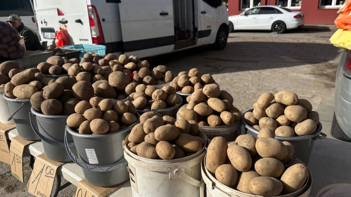 Секрет соседа-рекордсмена: что кинуть в лунку при посадке картофеля, чтобы собрать 800 кг с сотки