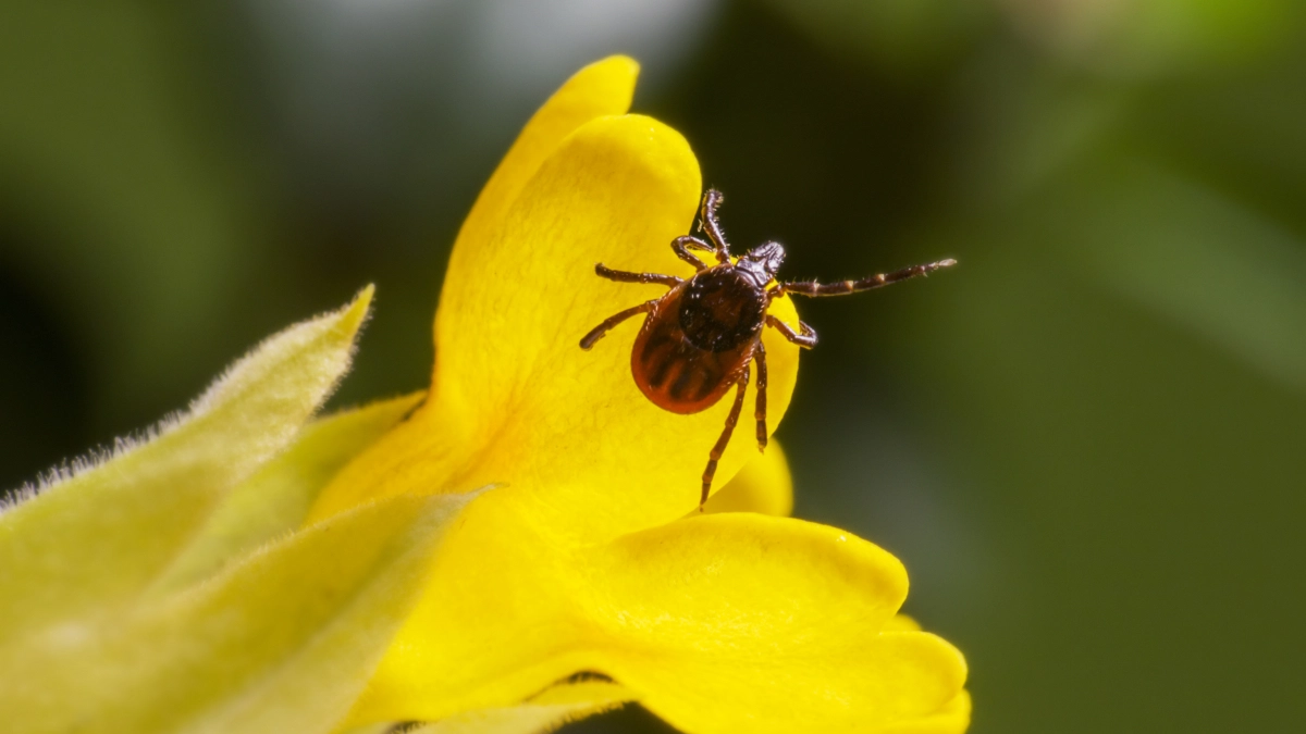 Клещи на дух не переносят этот запах: 7 народных рецептов от кровососов: обработайте одежду и траву — и паразиты обойдут стороной