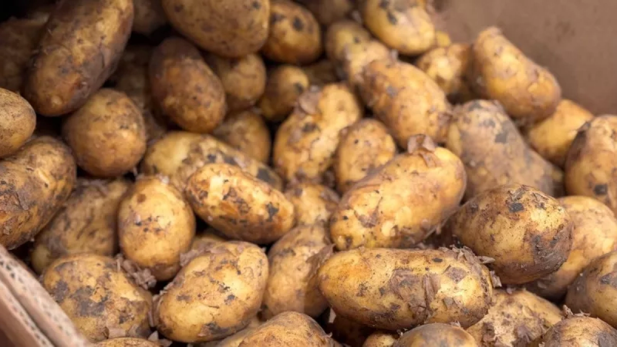 Ленивый способ посадки картофеля без окучивания и прополки —урожай растёт под покрывалом из соломы, а собирать одно удовольствие