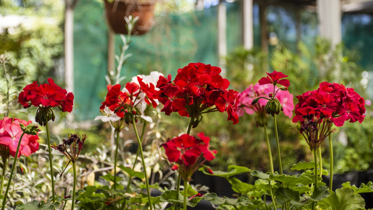 Герани в апреле и мае - обязательно: 1 таблетка на 1 литр воды - и бутоны лезут каждую неделю как бешеные