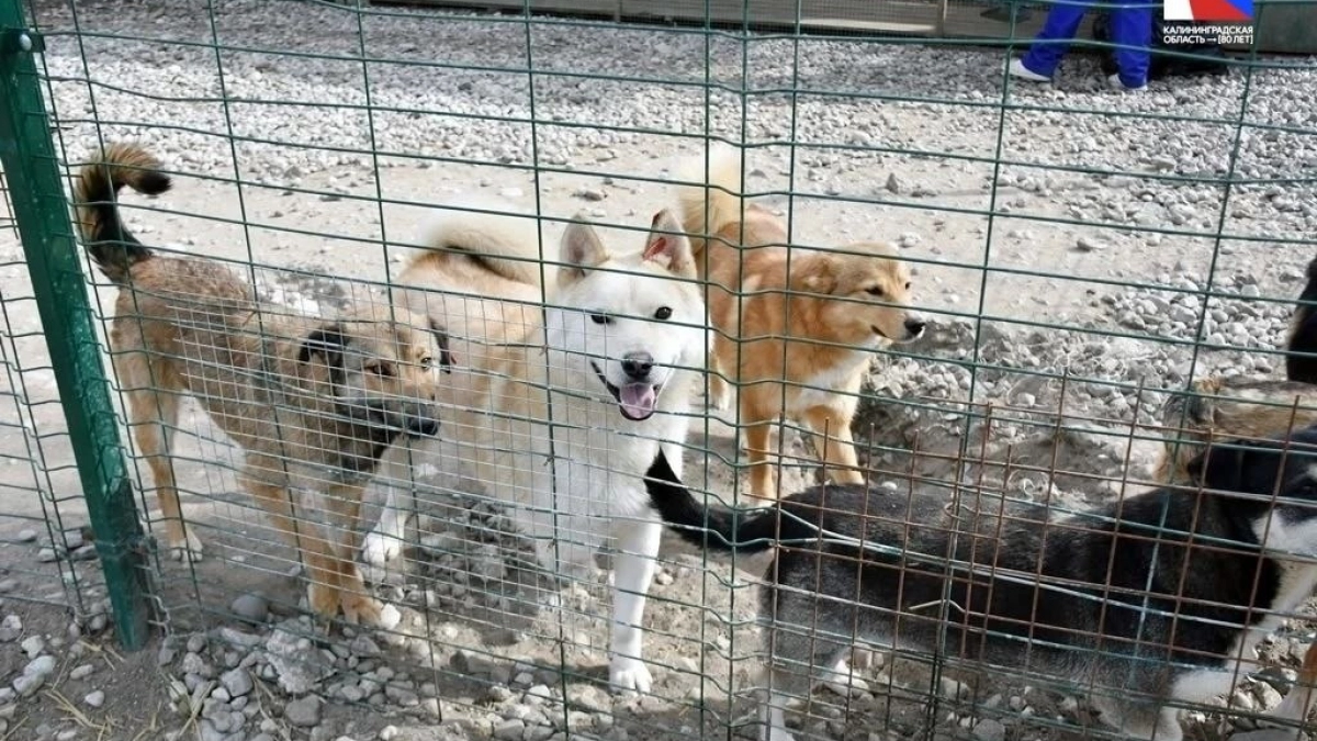 На улице Дзержинского приют для животных расширят до 400 мест и обновят вольеры