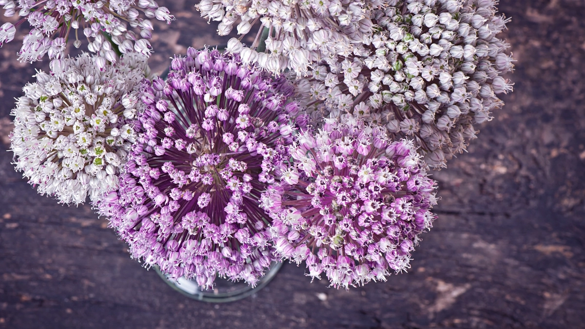 Хотите, чтобы клумба засияла как драгоценный аметист и пахла как луговые травы в зной? Посейте этот однолетник в конце апреля