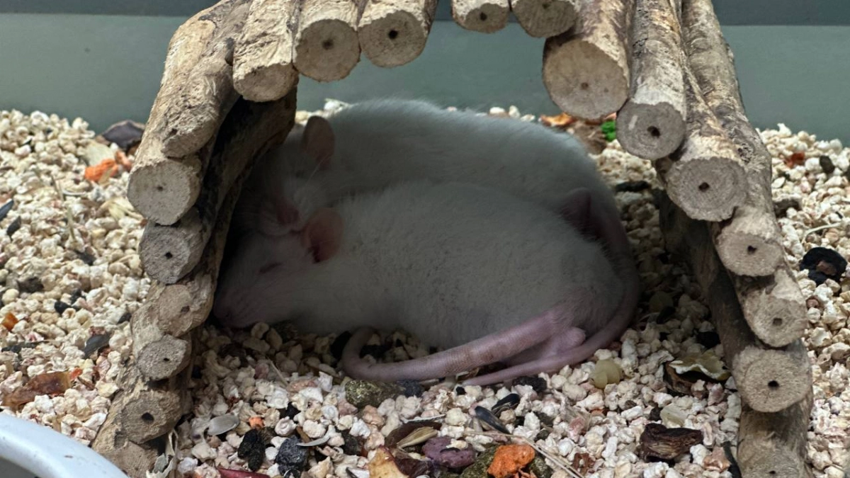 Ни яда, ни ловушек: 11 гуманных народных способов избавиться от мышей и крыс навсегда